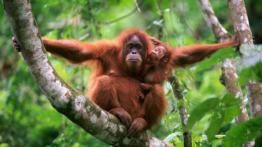 Bild von Orang Utan Kaffee