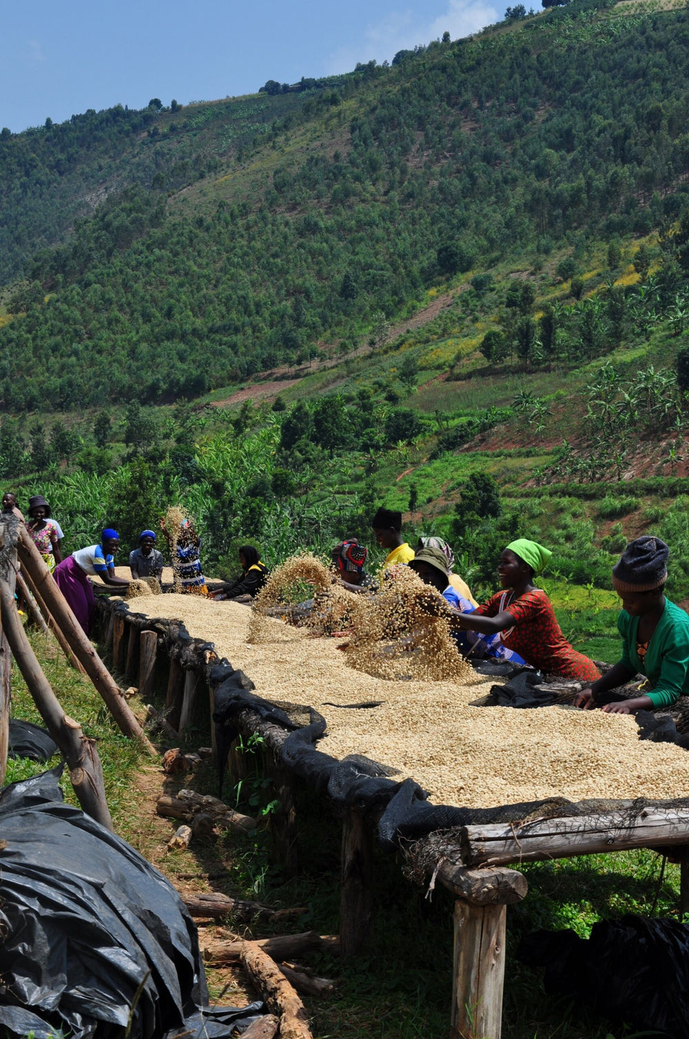 Bild von Kamajumba – Kivubelt Coffee
