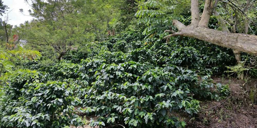 Bild von Fazenda Camocim