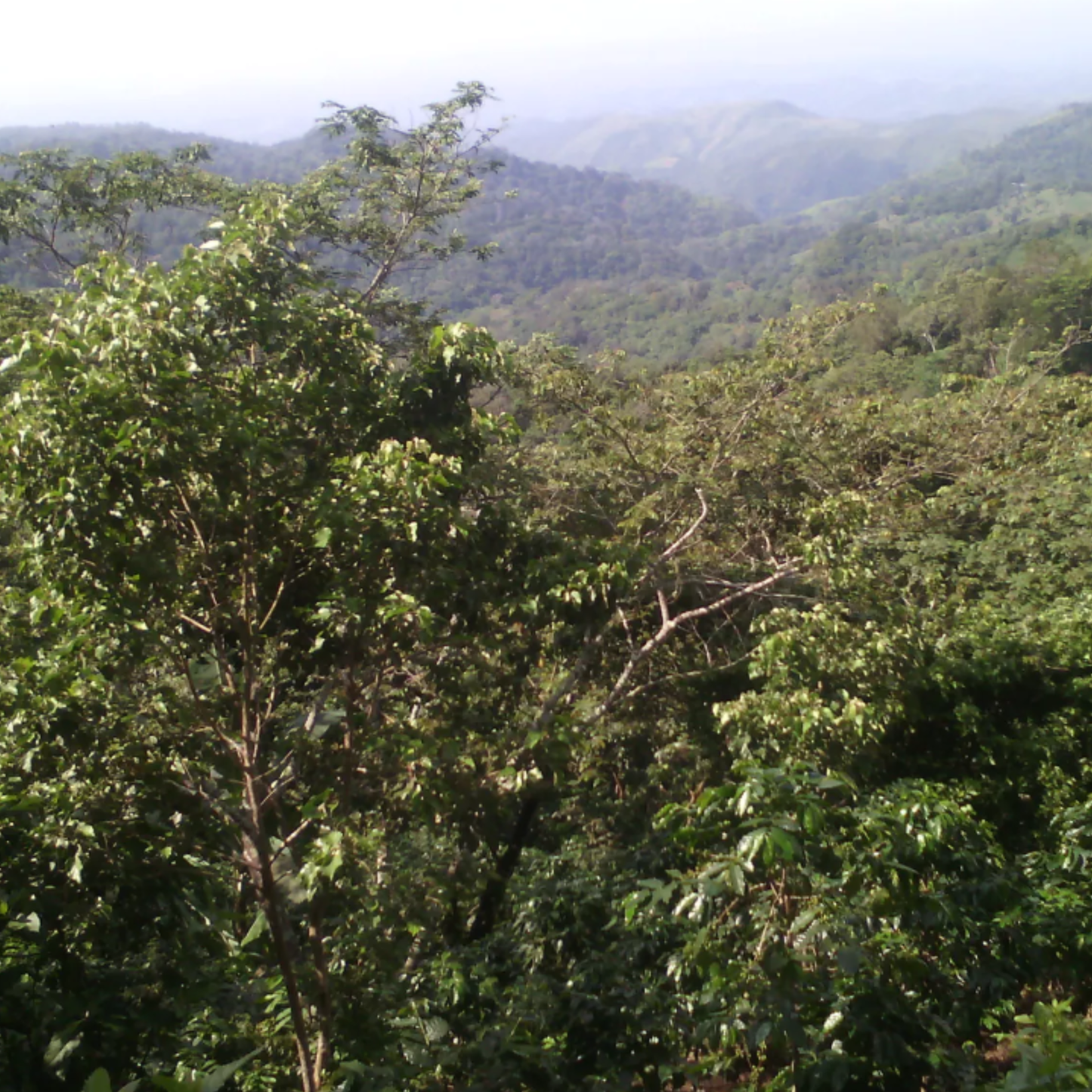 mondodelcaffe-el-salvador-apaneca-ilamatepec-phoenix-shg-land