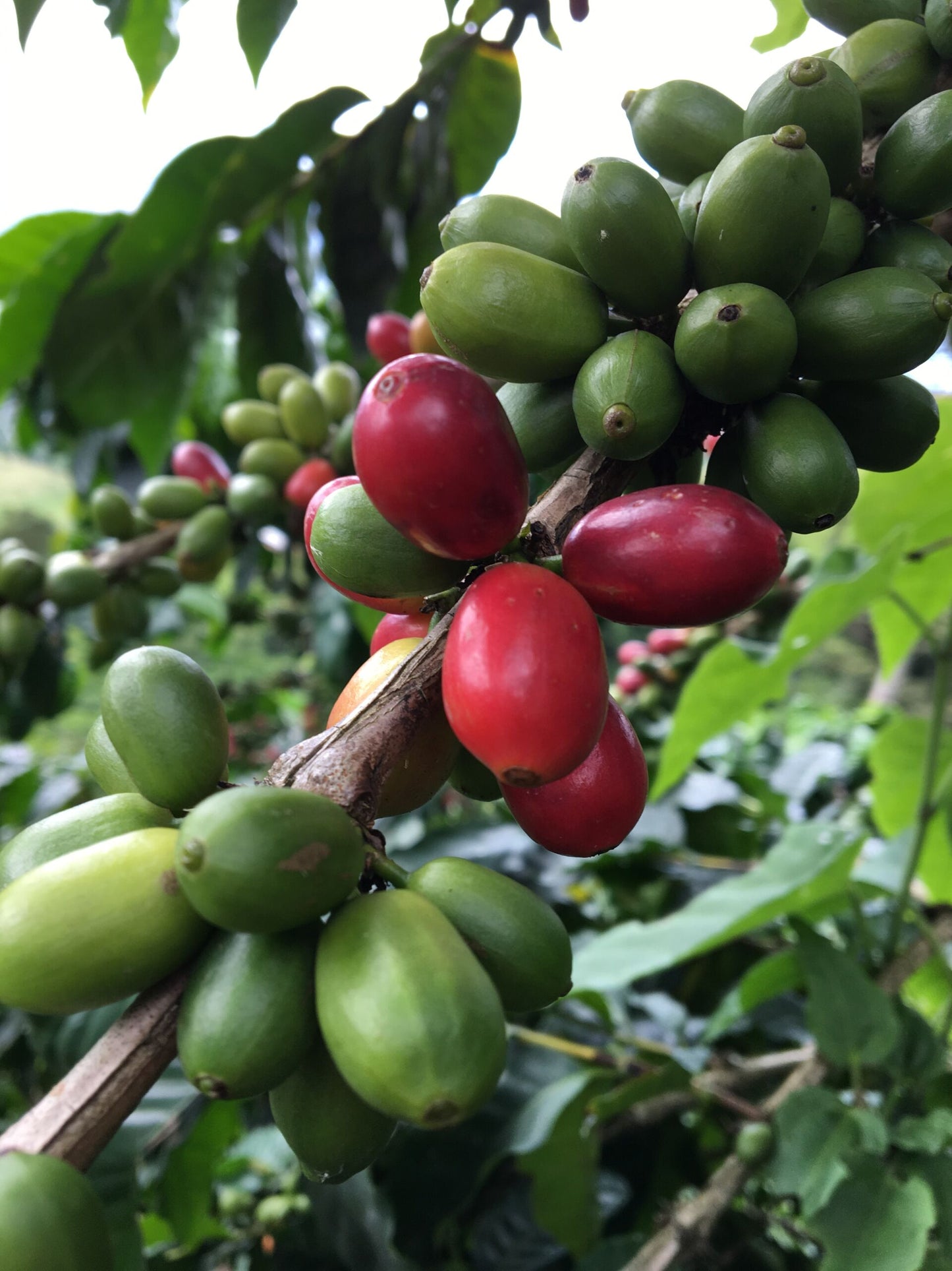 Cup Tasting & Sensorik