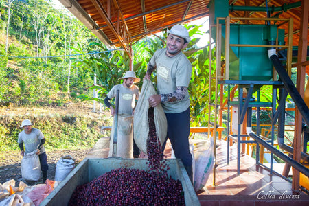Coffea Diversa