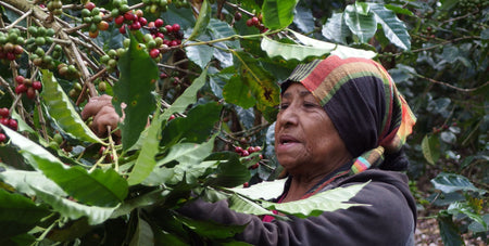 Miraflor Cooperativa