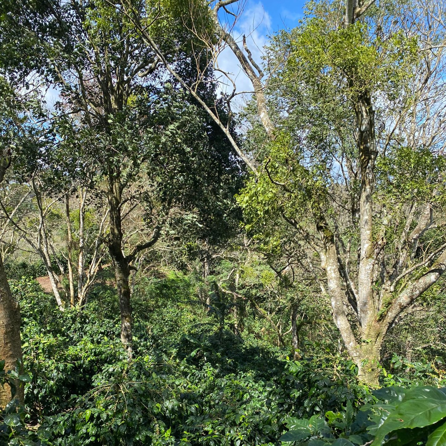antigua-suichitan-1