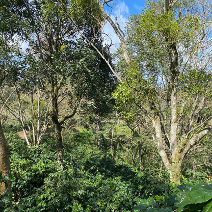 antigua-suichitan-1