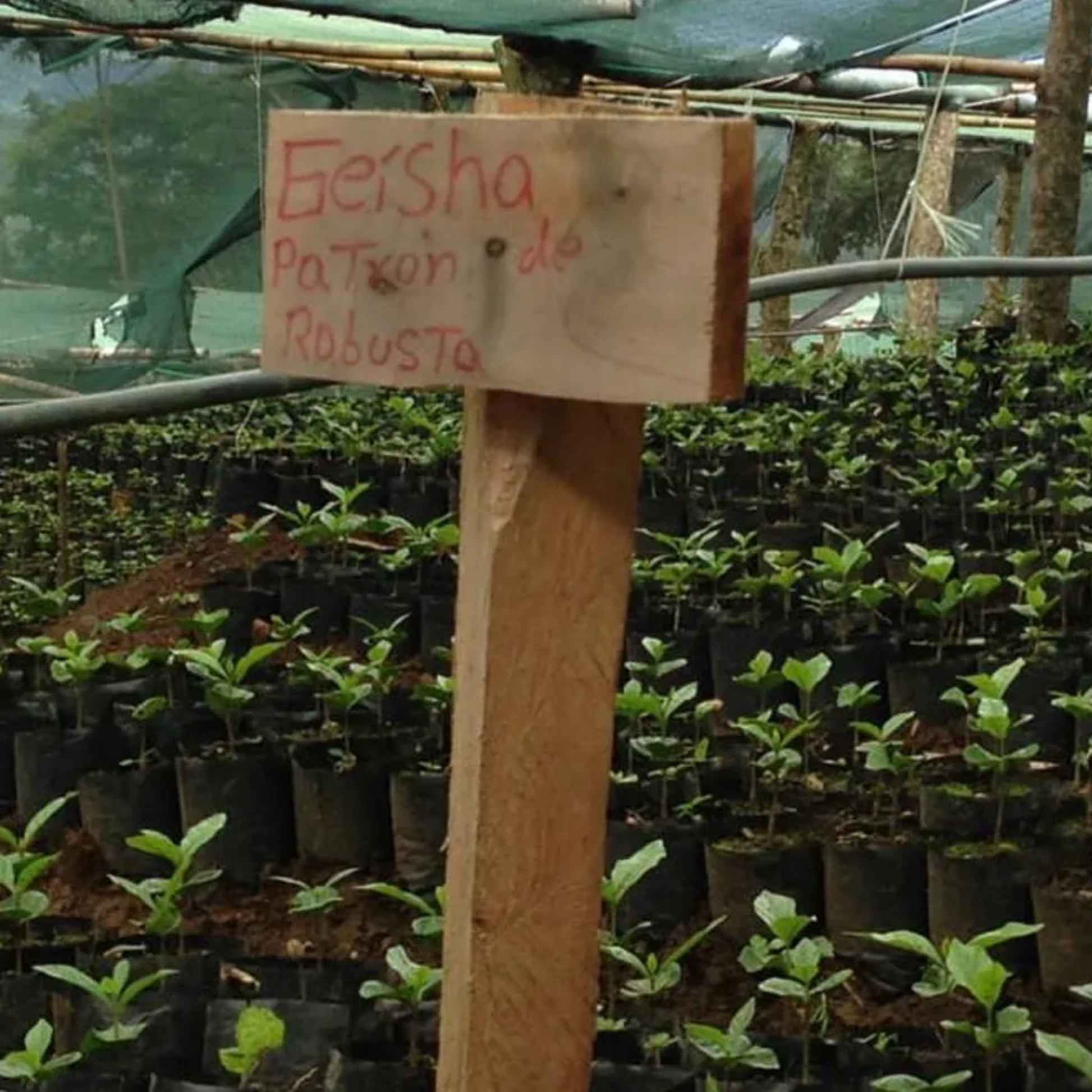 antigua-suichitan-7