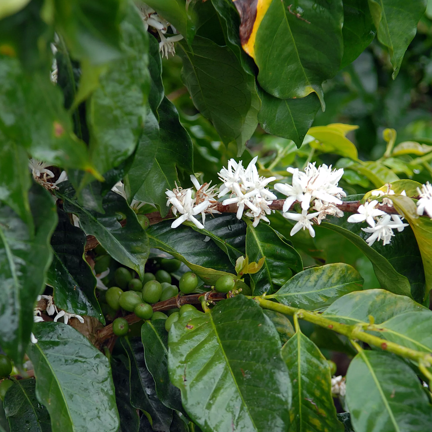 Colombie Pink Bourbon – Buenos Aires