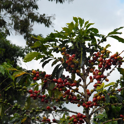 Colombie Pink Bourbon – Buenos Aires