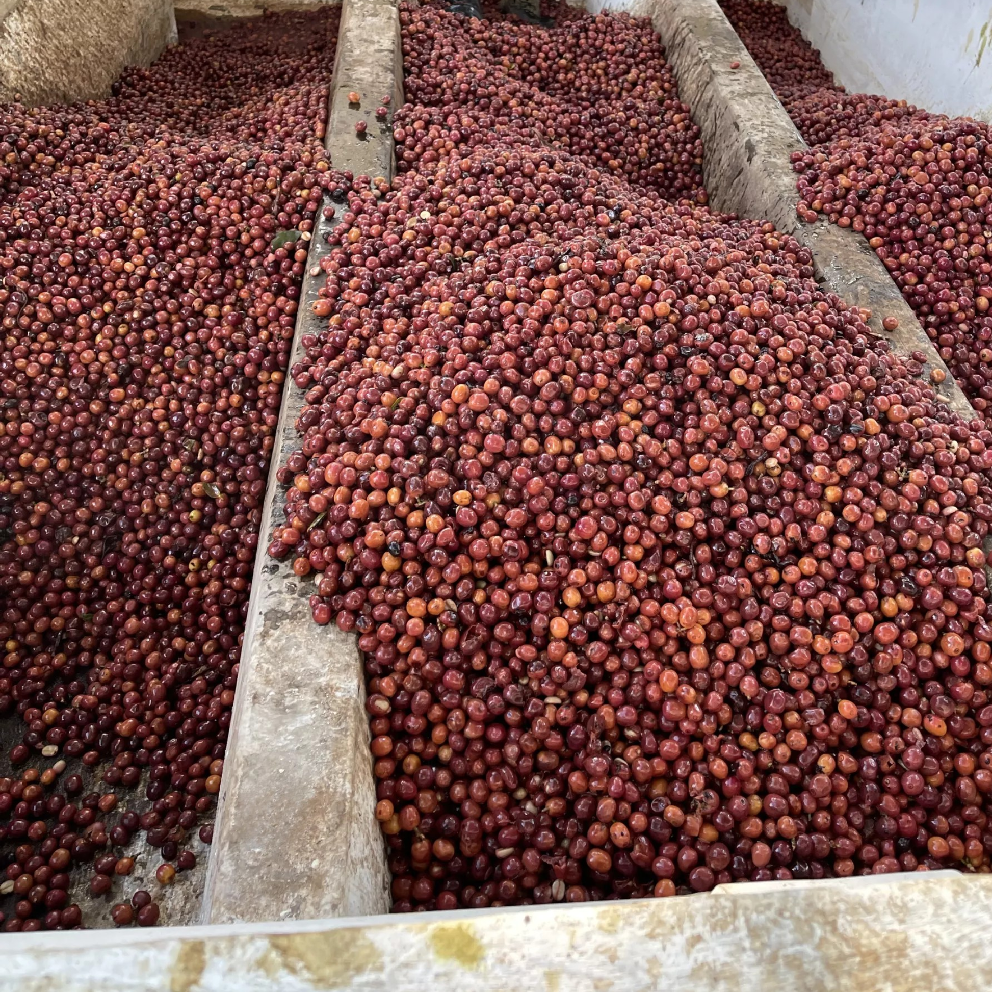 finca-gascon-1-3