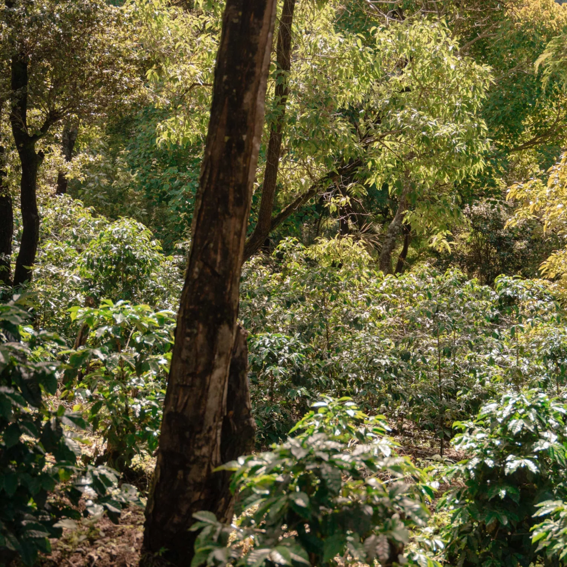 finca-gascon-1