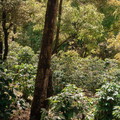 finca-gascon-1