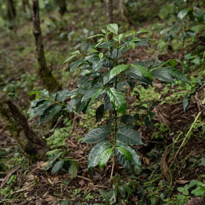 finca-gascon-11