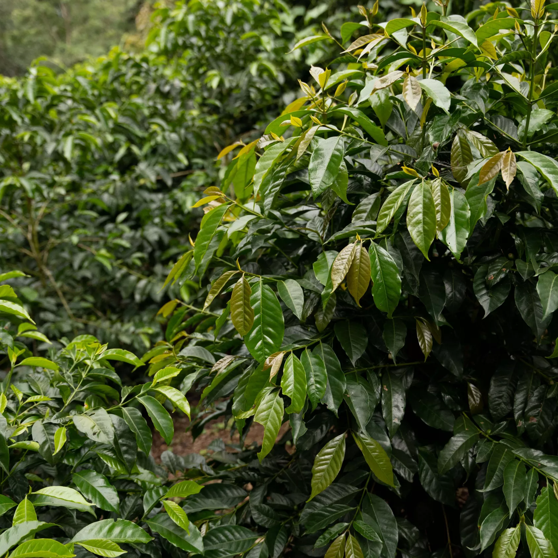 finca-gascon-18
