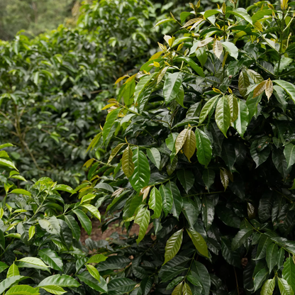 finca-gascon-18