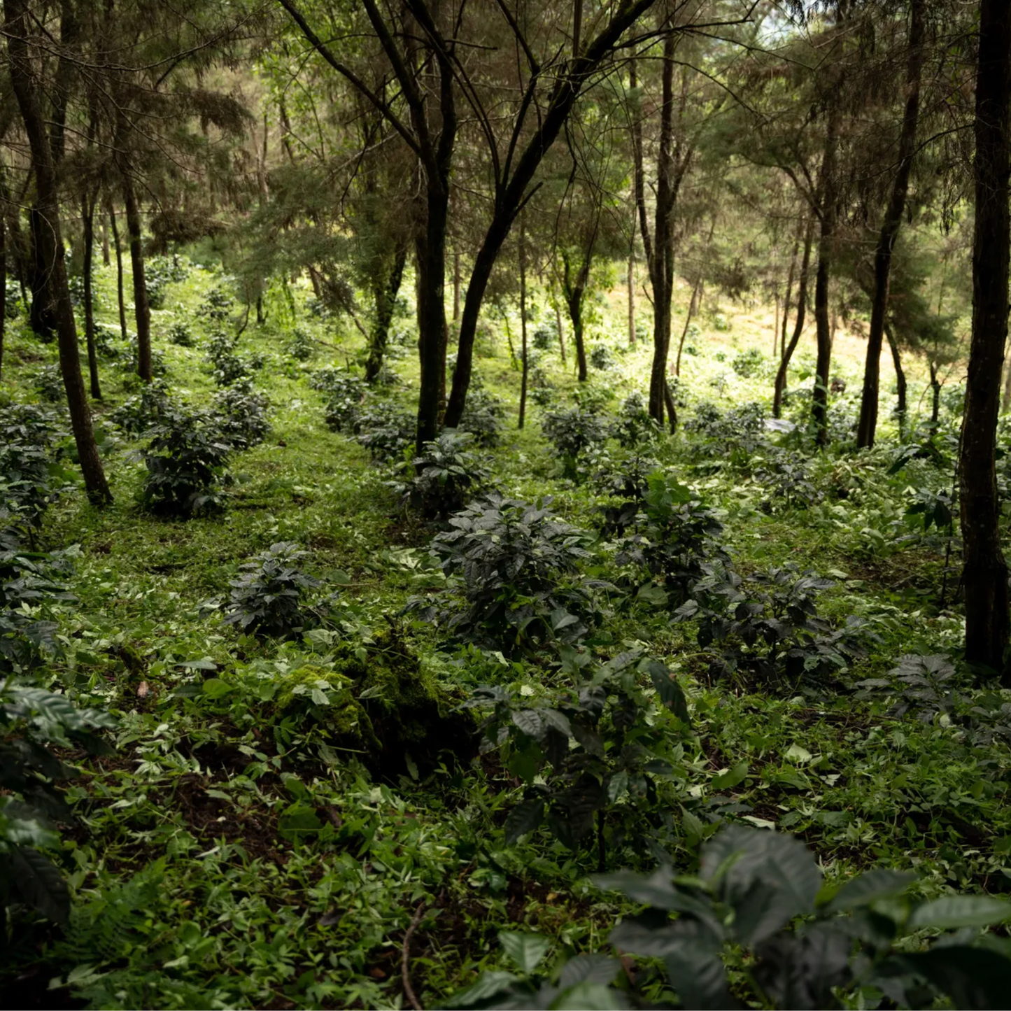 finca-gascon-5