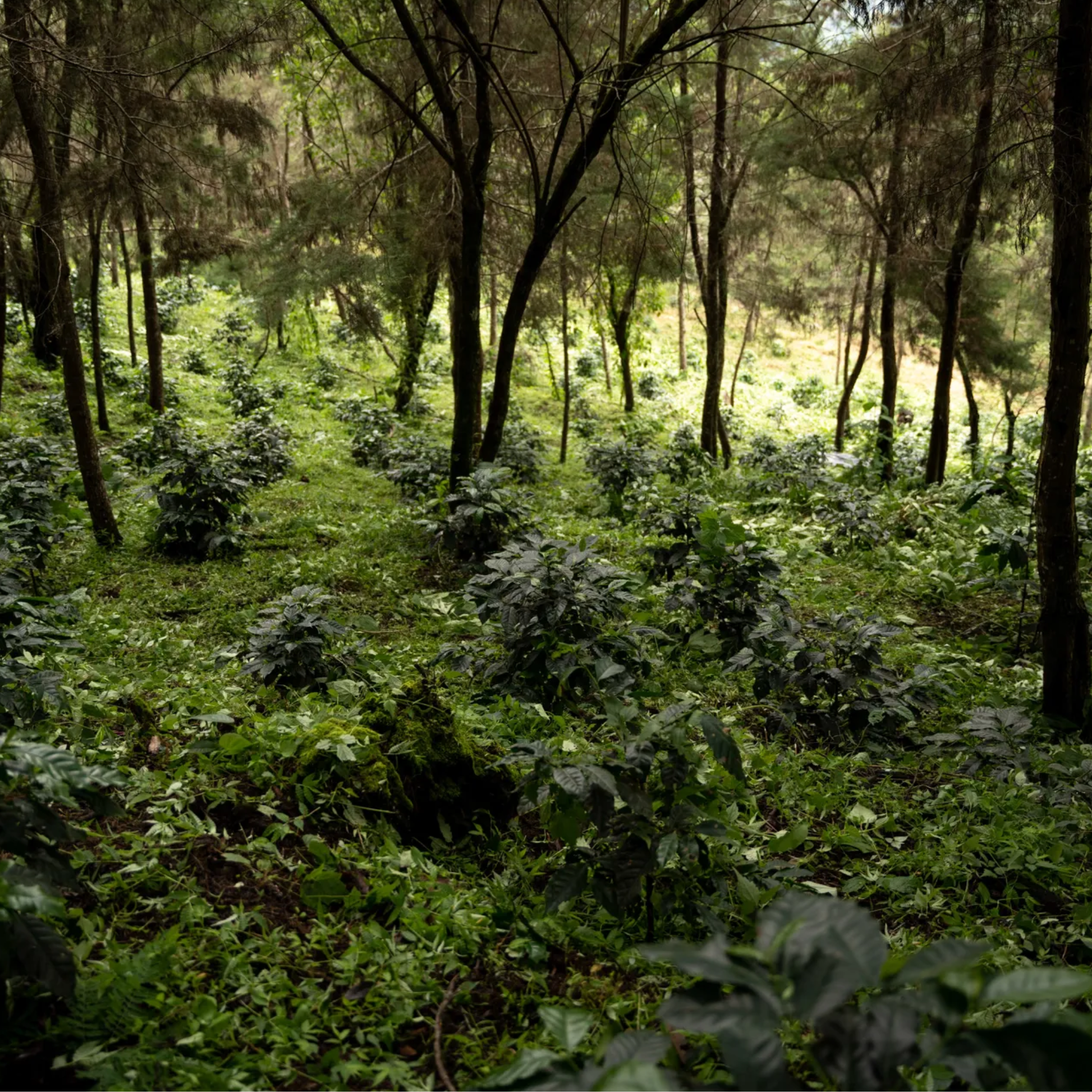 finca-gascon-5