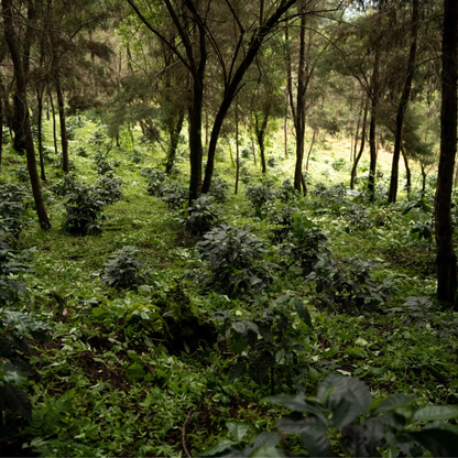 finca-gascon-5