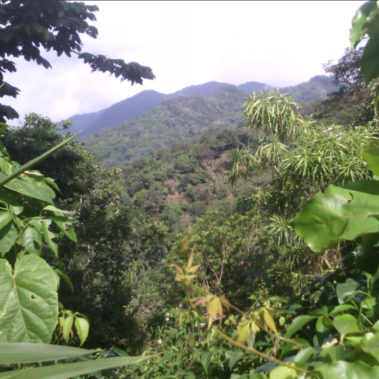 mondodelcaffe-el-salvador-apaneca-ilamatepec-phoenix-shg-farm