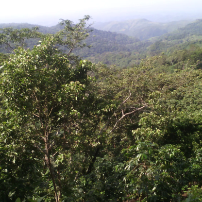 mondodelcaffe-el-salvador-apaneca-ilamatepec-phoenix-shg-land